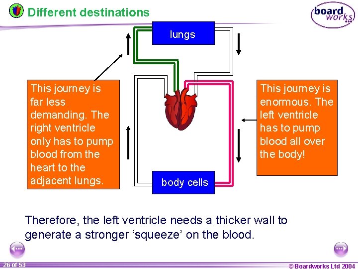 Different destinations lungs This journey is far less demanding. The right ventricle only has