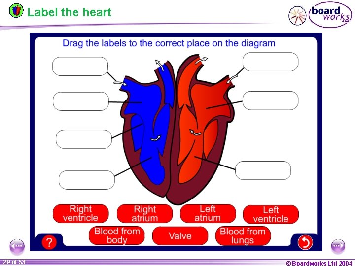 Label the heart 29 of 53 © Boardworks Ltd 2004 