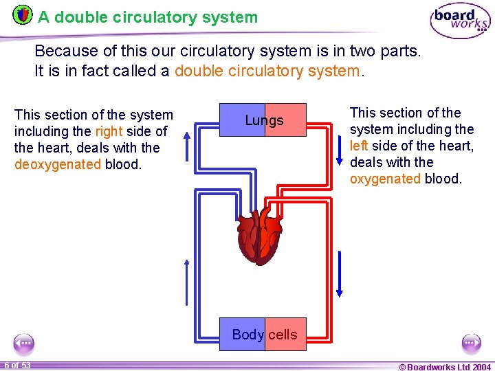 A double circulatory system Because of this our circulatory system is in two parts.