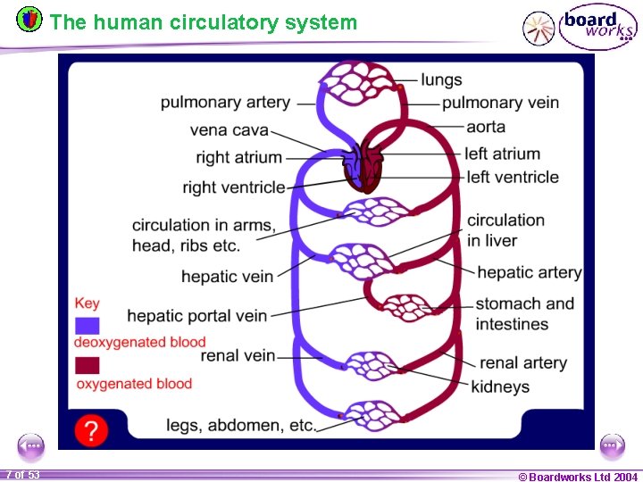 The human circulatory system 7 of 53 © Boardworks Ltd 2004 