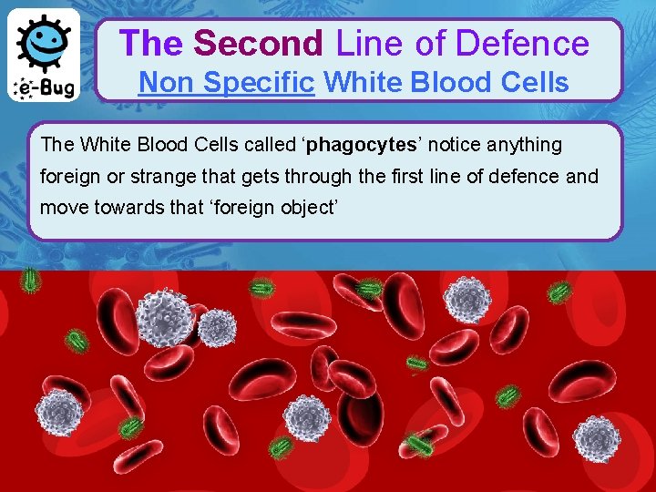 The Second Line of Defence Non Specific White Blood Cells The White Blood Cells