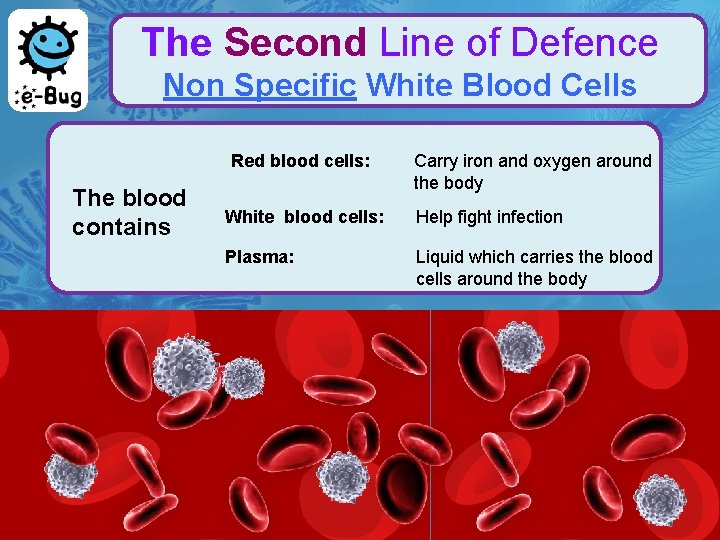 The Second Line of Defence Non Specific White Blood Cells Red blood cells: The