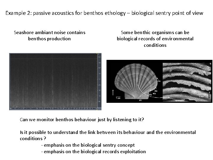 Example 2: passive acoustics for benthos ethology – biological sentry point of view Seashore