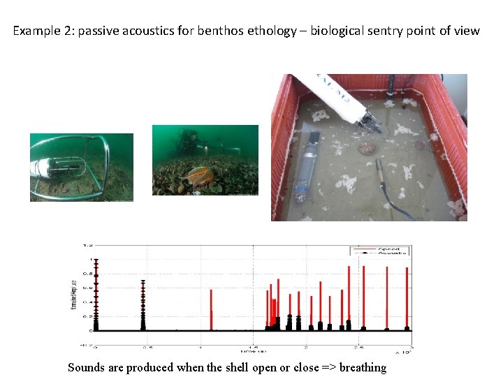 Example 2: passive acoustics for benthos ethology – biological sentry point of view Sounds