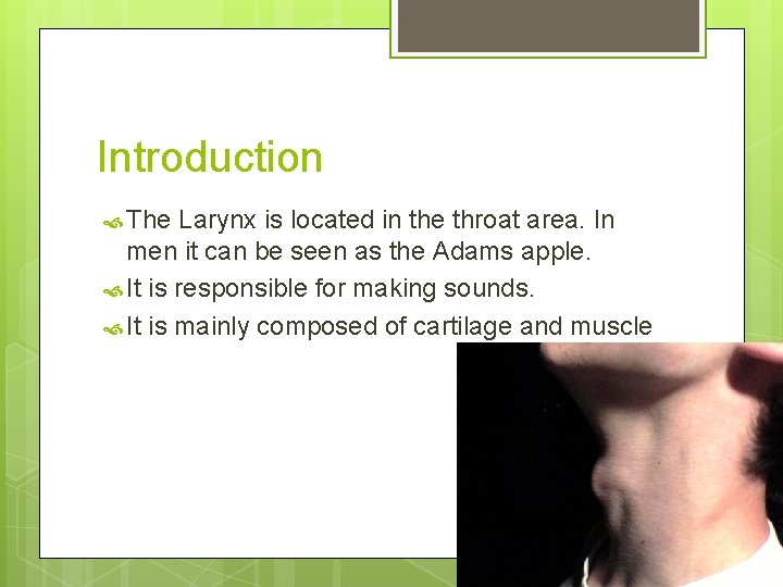 Introduction The Larynx is located in the throat area. In men it can be
