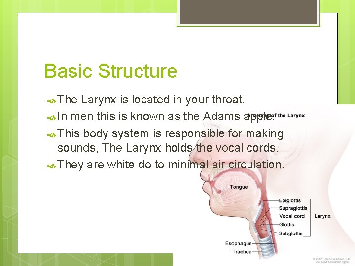 Basic Structure The Larynx is located in your throat. In men this is known