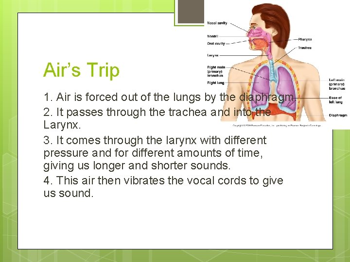 Air’s Trip 1. Air is forced out of the lungs by the diaphragm. 2.