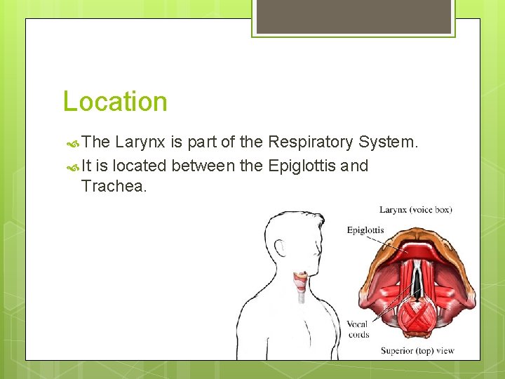 Location The Larynx is part of the Respiratory System. It is located between the