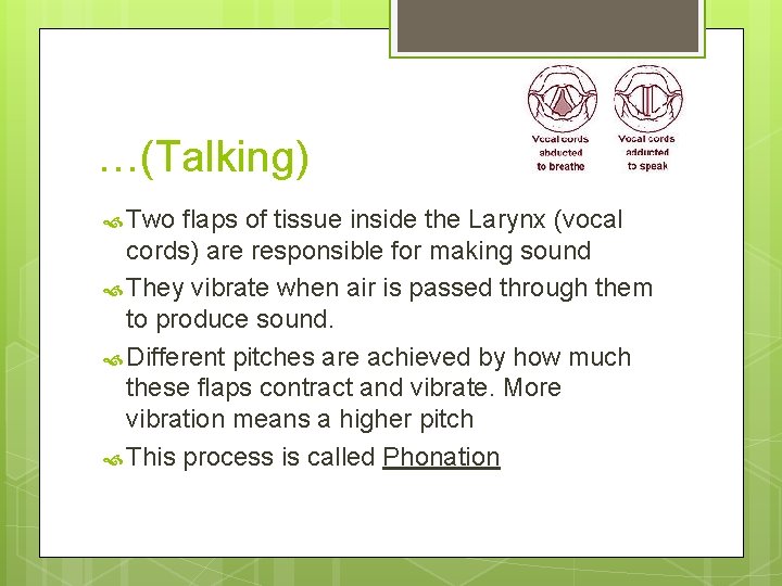 …(Talking) Two flaps of tissue inside the Larynx (vocal cords) are responsible for making