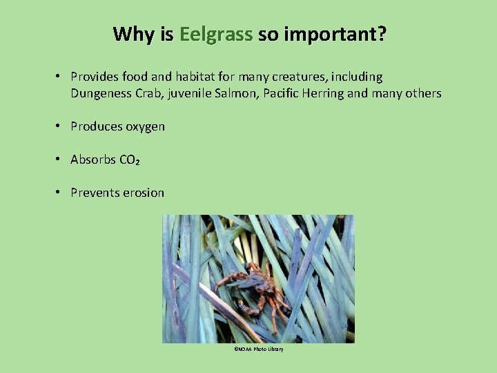 Why is Eelgrass so important? • Provides food and habitat for many creatures, including