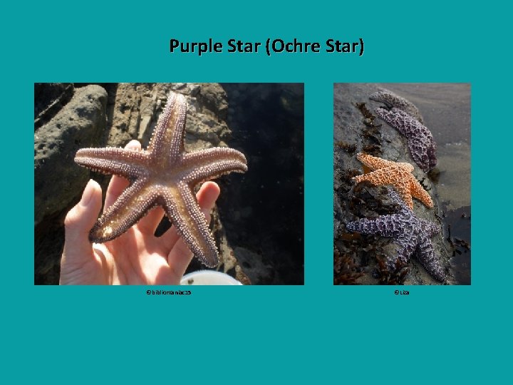 Purple Star (Ochre Star) ©bibliomaniac 15 ©Liza 