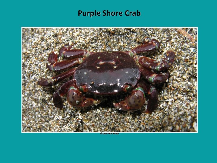 Purple Shore Crab ©Dan Hershman 
