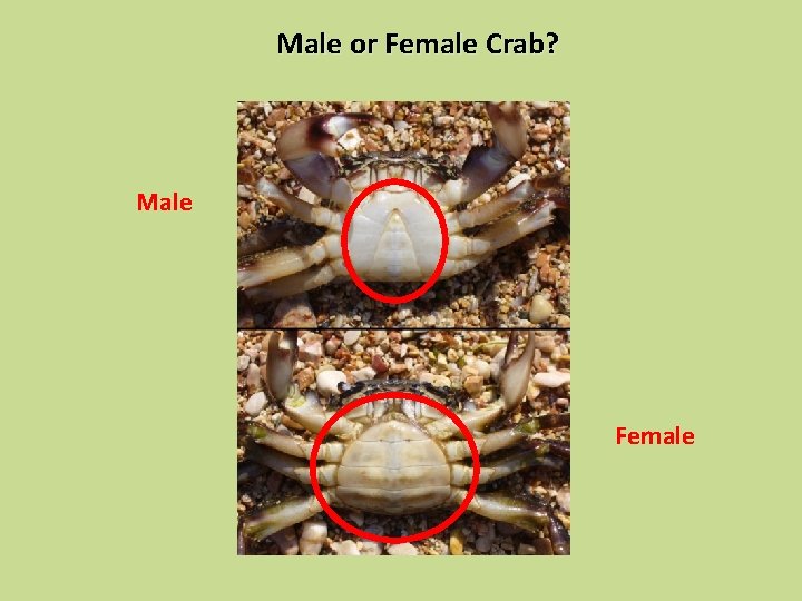 Male or Female Crab? Male Female 