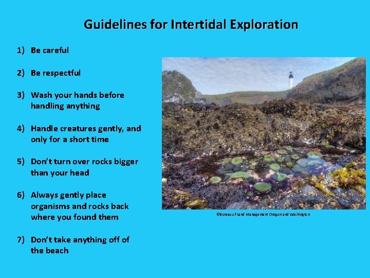 Guidelines for Intertidal Exploration 1) Be careful 2) Be respectful 3) Wash your hands