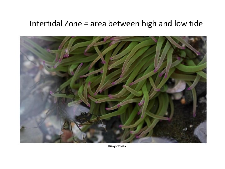Intertidal Zone = area between high and low tide ©Deryk Tolman 