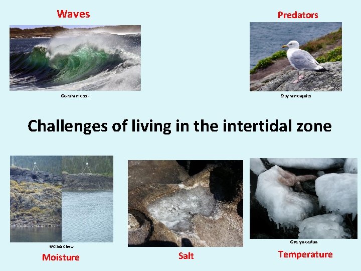 Waves Predators ©Graham Cook ©Dynamosquito Challenges of living in the intertidal zone ©Keryn Gedan