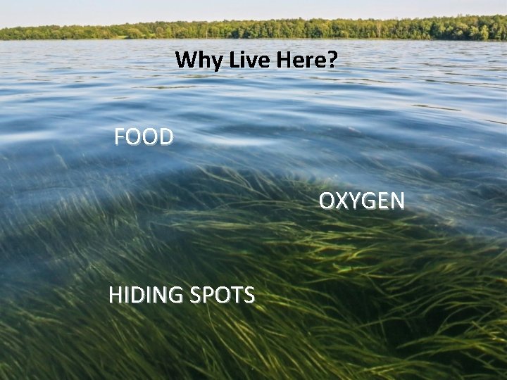 Why Live Here? FOOD OXYGEN HIDING SPOTS 