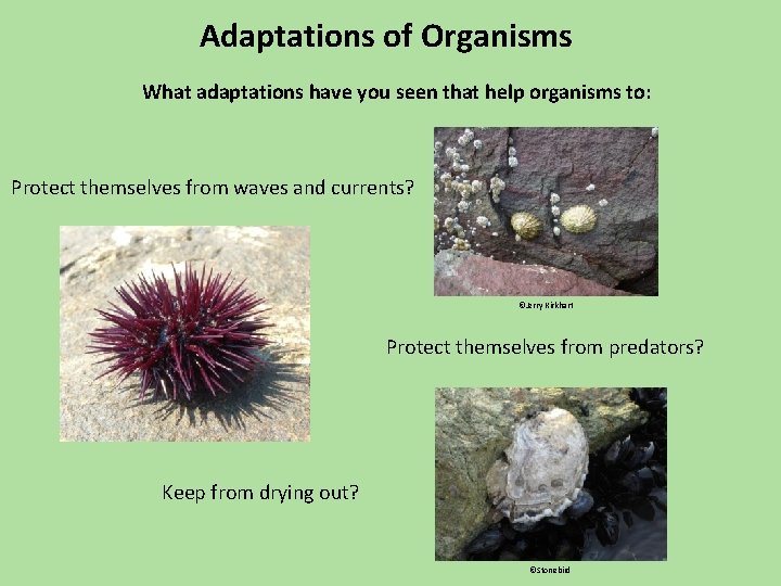 Adaptations of Organisms What adaptations have you seen that help organisms to: Protect themselves