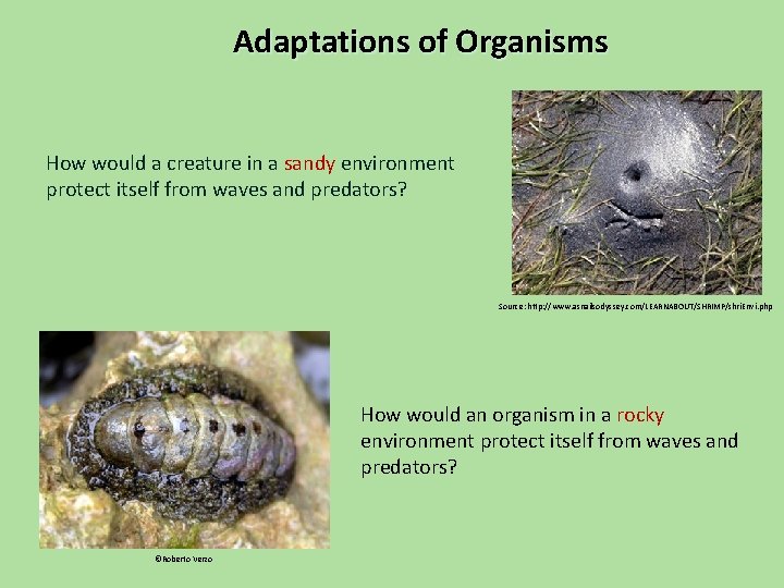 Adaptations of Organisms How would a creature in a sandy environment protect itself from