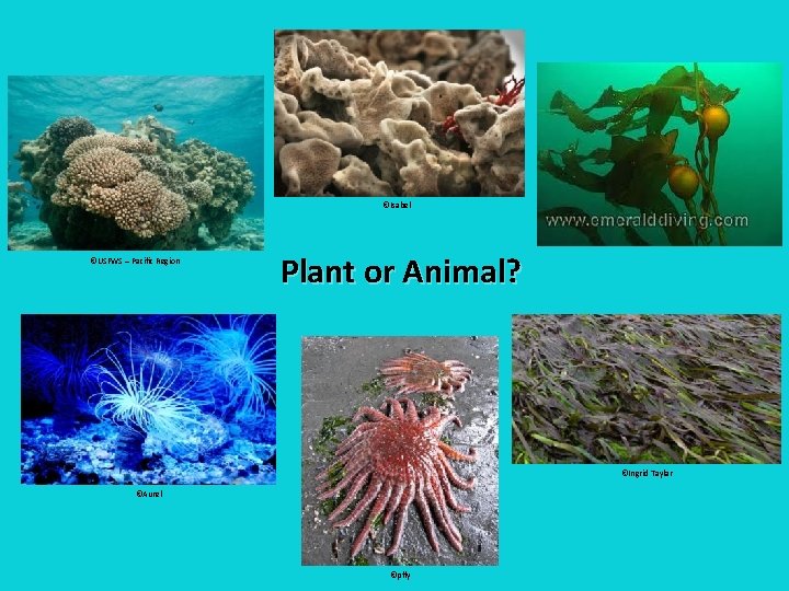 ©Isabel ©USFWS – Pacific Region Plant or Animal? ©Ingrid Taylar ©Aurel ©pfly 