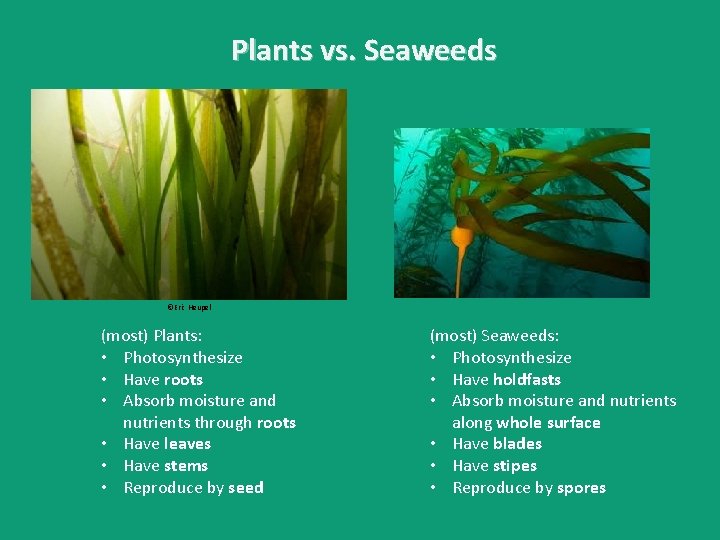 Plants vs. Seaweeds ©Eric Heupel (most) Plants: • Photosynthesize • Have roots • Absorb