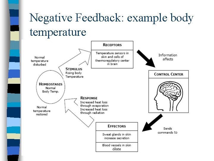 Negative Feedback: example body temperature 