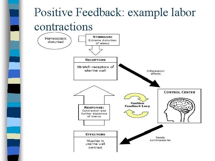 Positive Feedback: example labor contractions 