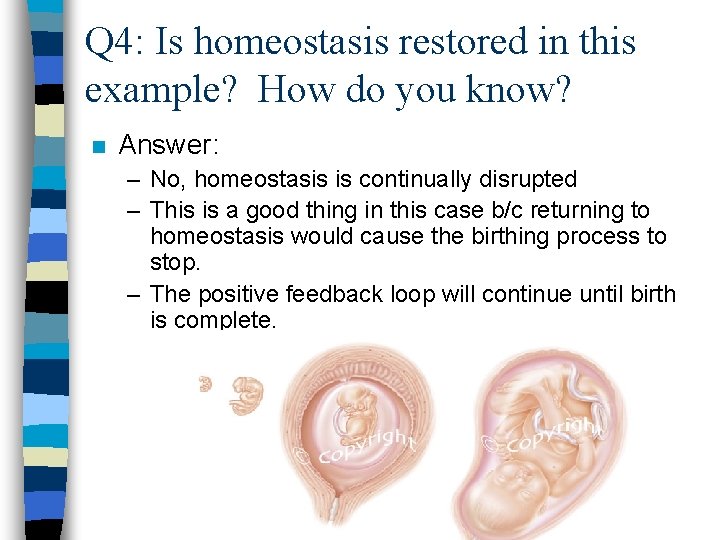 Q 4: Is homeostasis restored in this example? How do you know? n Answer: