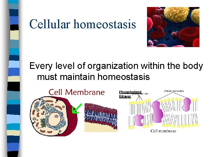 Cellular homeostasis Every level of organization within the body must maintain homeostasis Phospholipid Bilayer