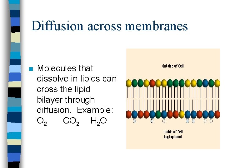 Diffusion across membranes n Molecules that dissolve in lipids can cross the lipid bilayer