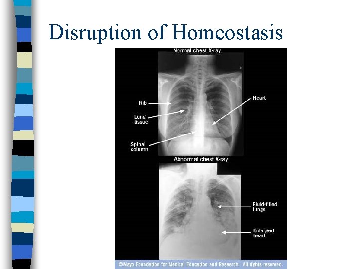 Disruption of Homeostasis 