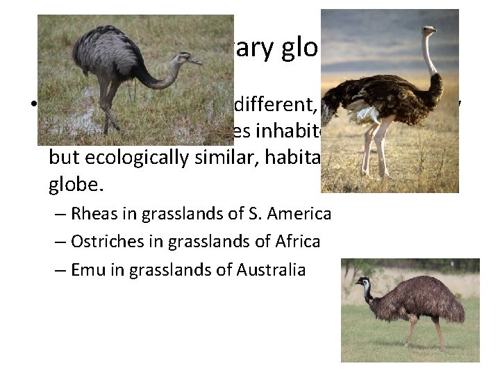 Species vary globally • Darwin noticed that different, yet ecologically similar, animal species inhabited