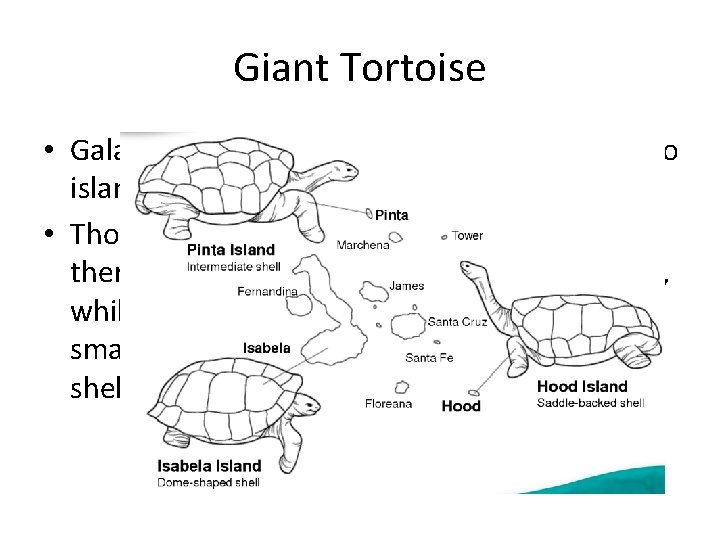 Giant Tortoise • Galapagos: tortoise shells varied from island to island • Those that