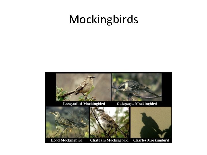 Mockingbirds 