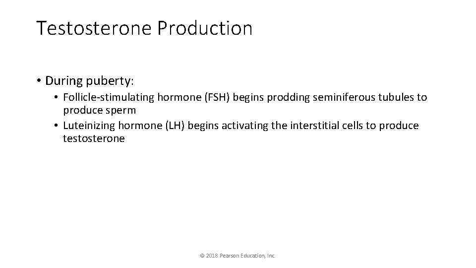 Testosterone Production • During puberty: • Follicle-stimulating hormone (FSH) begins prodding seminiferous tubules to