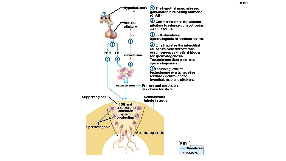 Slide 1 Hypothalamus 1 Gn. RH 2 Gn. RH stimulates the anterior pituitary to