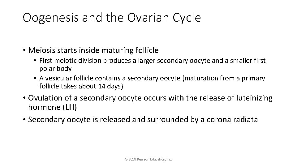 Oogenesis and the Ovarian Cycle • Meiosis starts inside maturing follicle • First meiotic