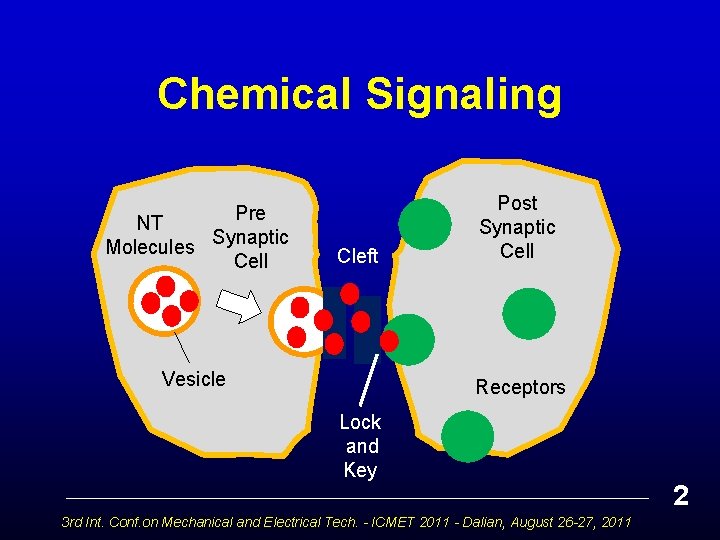 Chemical Signaling Pre NT Synaptic Molecules Cell Cleft Vesicle Post Synaptic Cell Receptors Lock