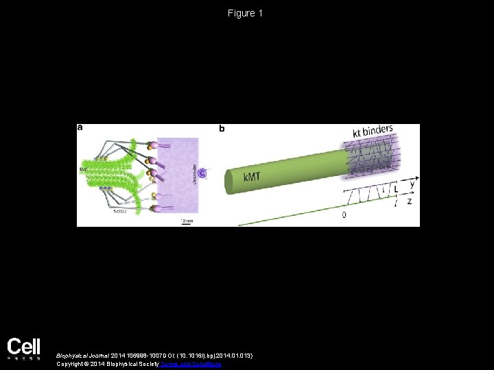 Figure 1 Biophysical Journal 2014 106998 -1007 DOI: (10. 1016/j. bpj. 2014. 013) Copyright