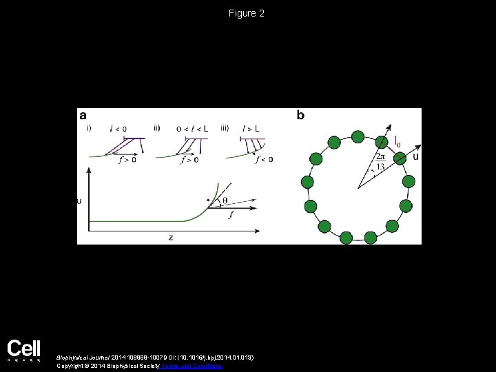 Figure 2 Biophysical Journal 2014 106998 -1007 DOI: (10. 1016/j. bpj. 2014. 013) Copyright