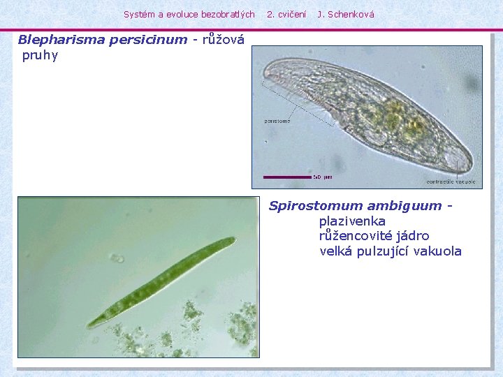 Systém a evoluce bezobratlých 2. cvičení J. Schenková Blepharisma persicinum - růžová pruhy Spirostomum