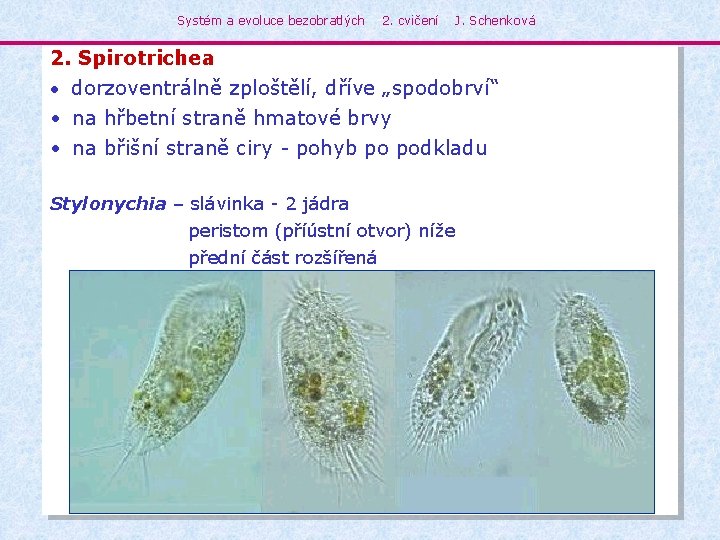 Systém a evoluce bezobratlých 2. cvičení J. Schenková 2. Spirotrichea • dorzoventrálně zploštělí, dříve