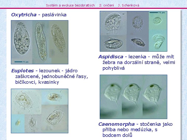 Systém a evoluce bezobratlých 2. cvičení J. Schenková Oxytricha - paslávinka Euplotes - lezounek