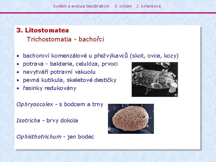 Systém a evoluce bezobratlých 2. cvičení J. Schenková 3. Litostomatea Trichostomatia - bachořci •