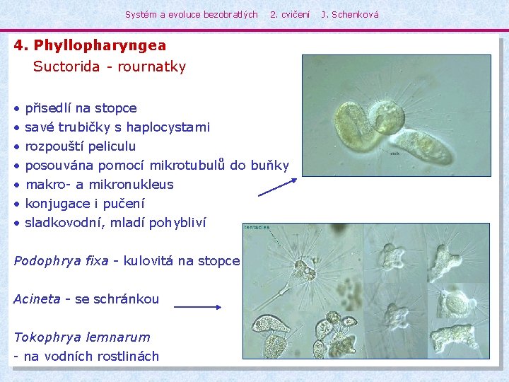 Systém a evoluce bezobratlých 2. cvičení 4. Phyllopharyngea Suctorida - rournatky • • přisedlí