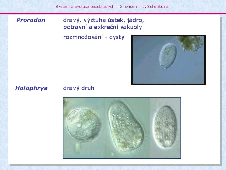 Systém a evoluce bezobratlých Prorodon 2. cvičení dravý, výztuha ústek, jádro, potravní a exkreční