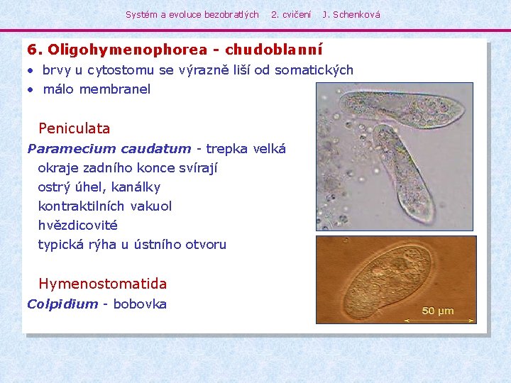 Systém a evoluce bezobratlých 2. cvičení J. Schenková 6. Oligohymenophorea - chudoblanní • brvy