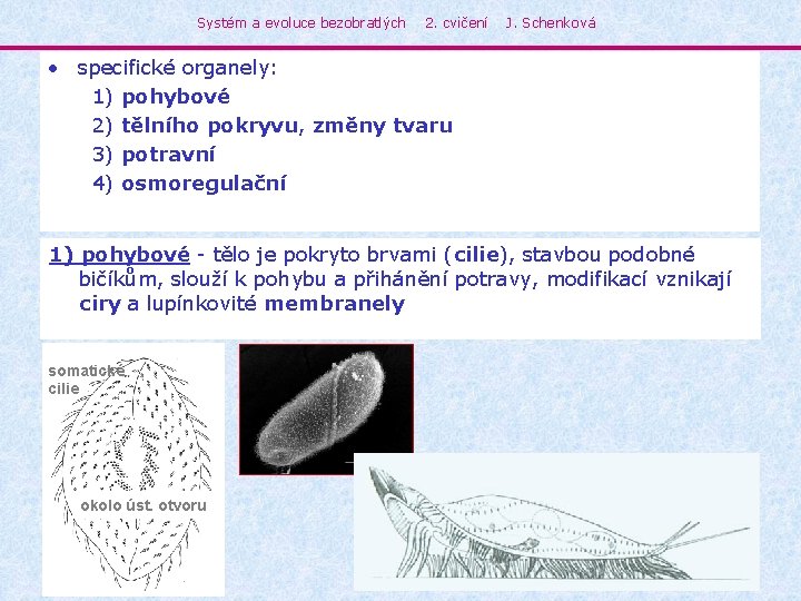 Systém a evoluce bezobratlých 2. cvičení J. Schenková • specifické organely: 1) pohybové 2)