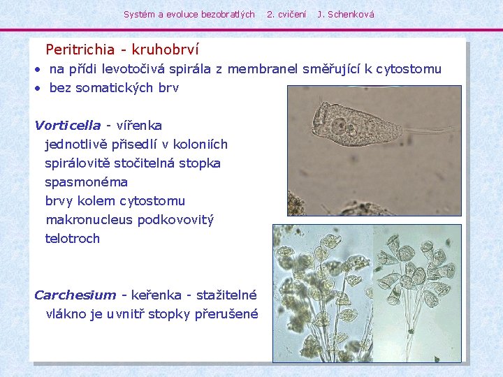 Systém a evoluce bezobratlých 2. cvičení J. Schenková Peritrichia - kruhobrví • na přídi