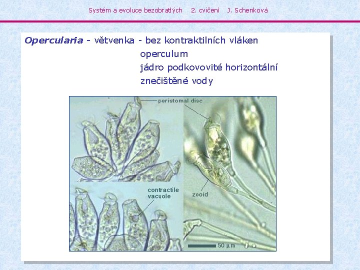 Systém a evoluce bezobratlých 2. cvičení J. Schenková Opercularia - větvenka - bez kontraktilních
